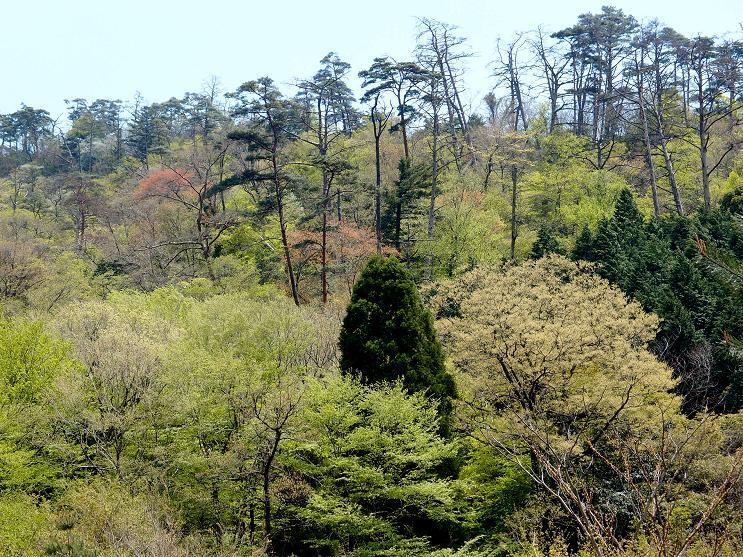 12　新緑が綺麗です.JPG