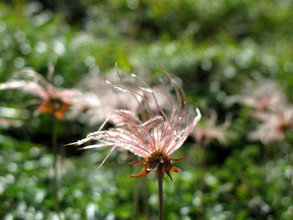 14　チングルマって野草の種だ.JPG