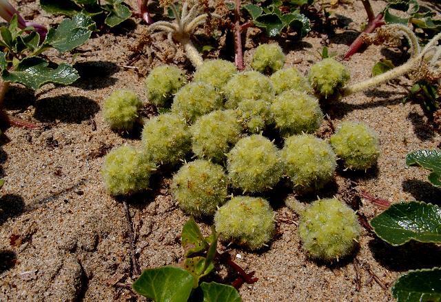 14　不思議な植物.JPG
