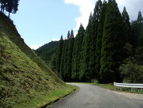 18　この頃から走る道は全て林道になります.JPG