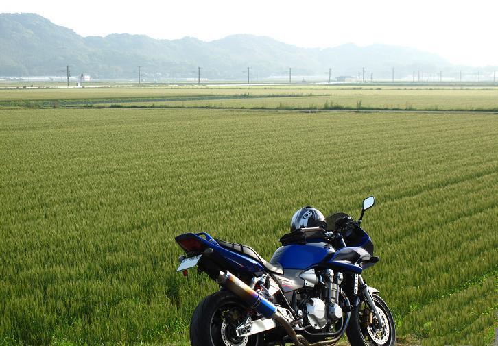1　二丈の麦畑.JPG