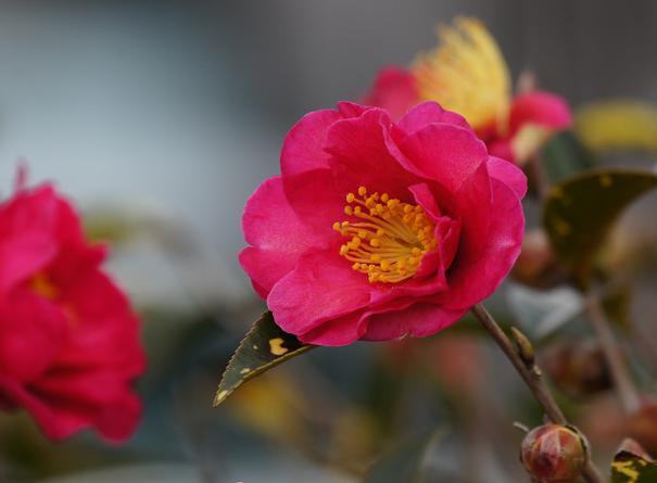 1　山茶花の咲くころ.JPG