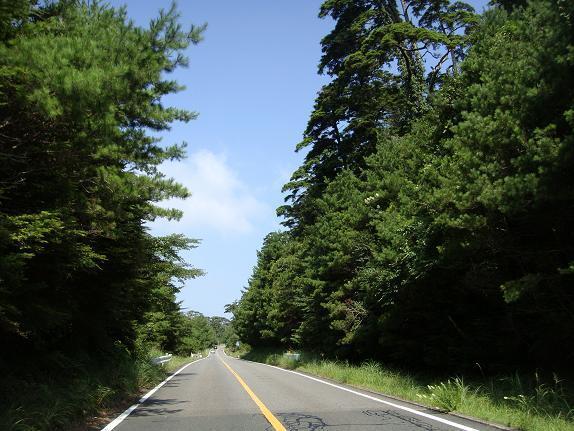 20　県道１号の赤松の森.JPG