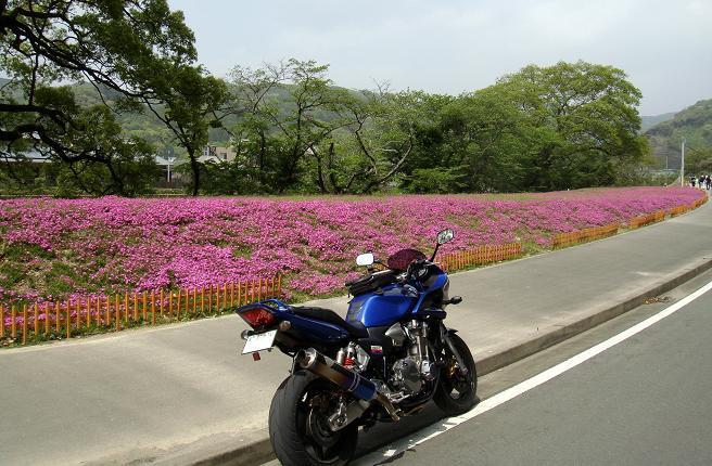 21　福岡初の芝桜の園らしい.JPG