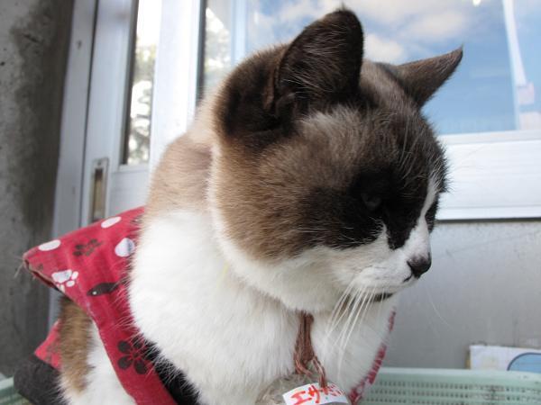 21　餌代は自分で稼ぐ猫.JPG