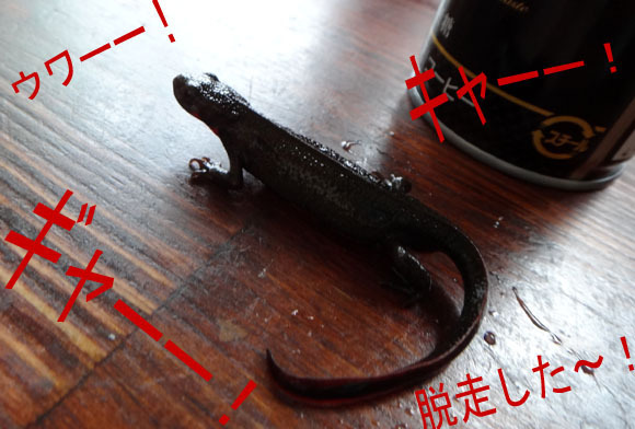 26　まさか店内で脱走するとは！.jpg