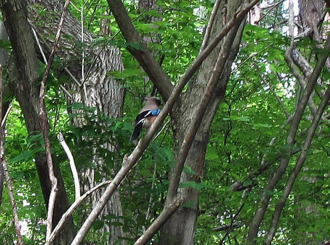 32　九州では見ない野鳥.JPG