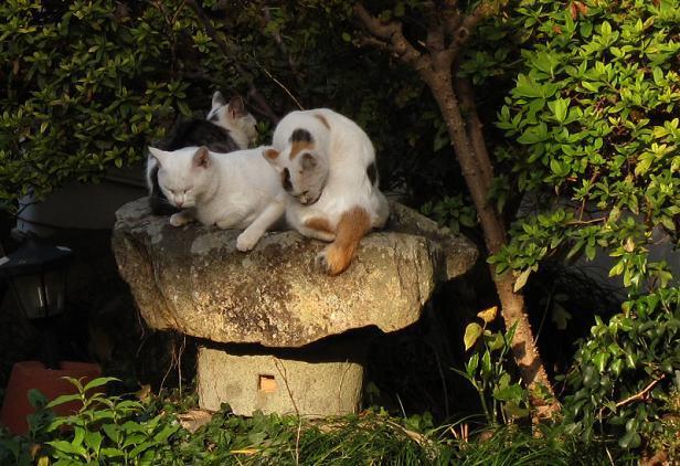 38　灯篭猫.JPG