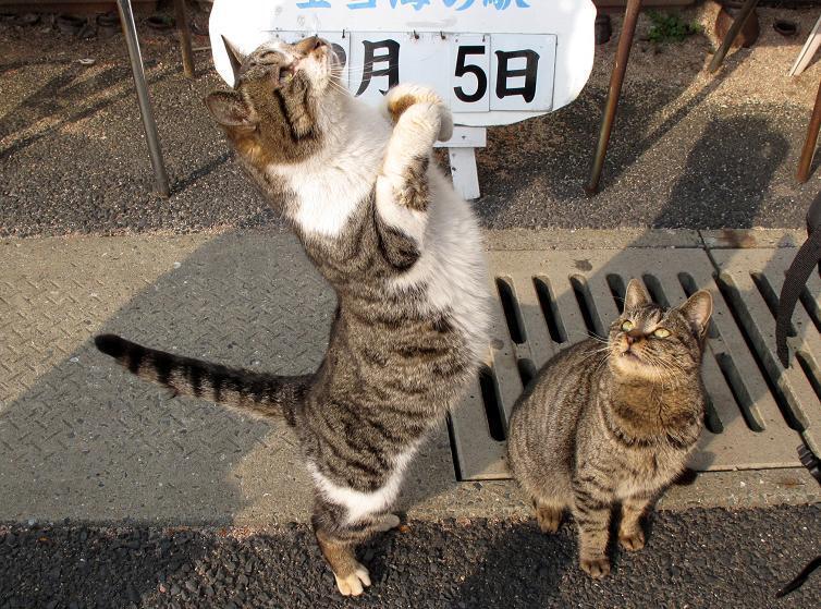43　イメージアップキャンペーン中につき猫写真を.JPG