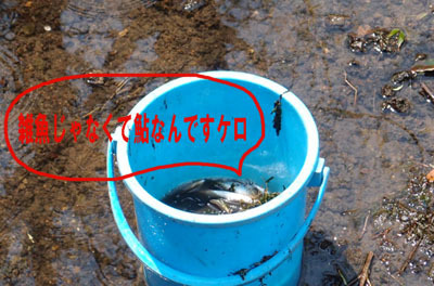 5　雑魚も混じってるけど鮎です.jpg
