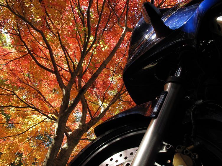 6　カワセミ号にも紅葉を.JPG