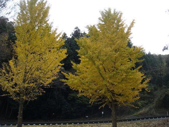 6　雲海公園のイチョウ.JPG