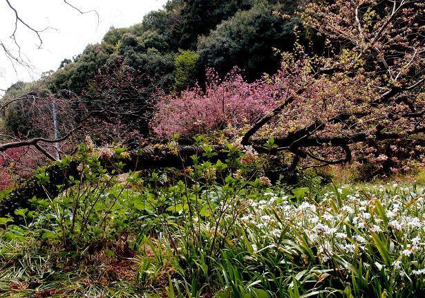 7　これが蛇に見える桜.JPG