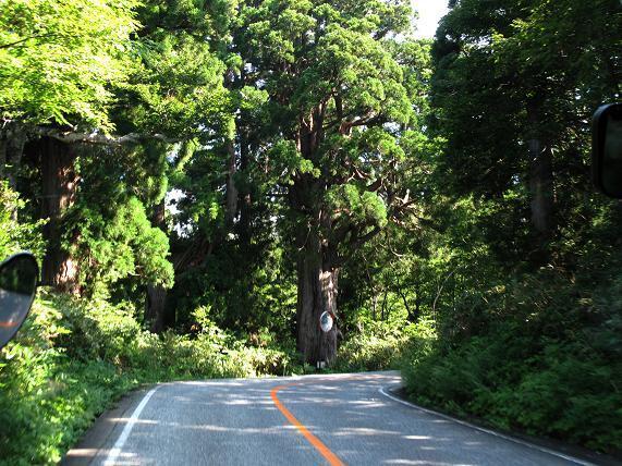 7　巨木の立山杉の宝庫です.JPG