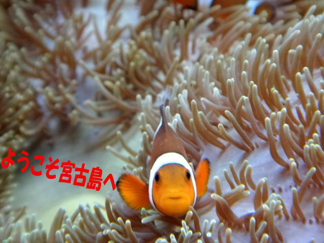 7　雑魚語で会話中.jpg