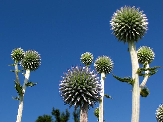 ふかいの植物.JPG
