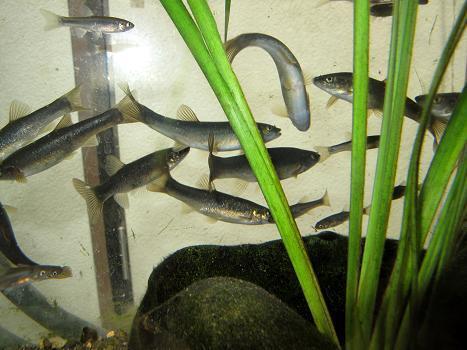 アブラッパヤ飼ってるのは珍しい.JPG