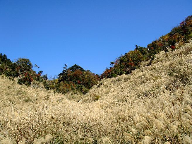 ススキの上は紅葉だね.JPG