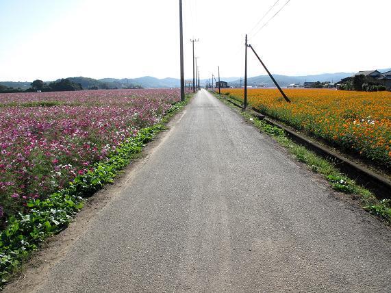 今年は２５００万本らしい.JPG