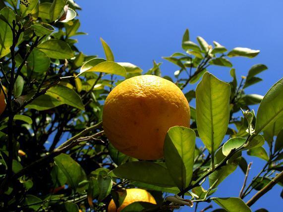 夏みかんは萩の顔.JPG