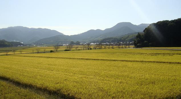 宇佐の田園風景.JPG