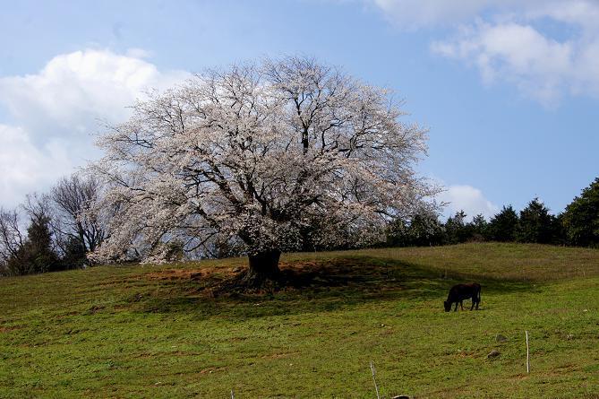 才尾の一本桜１.JPG