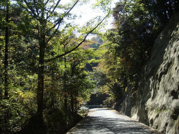 木のトンネルが続きます.JPG