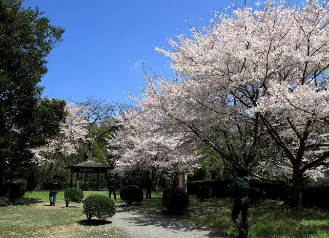 桜満開.JPG