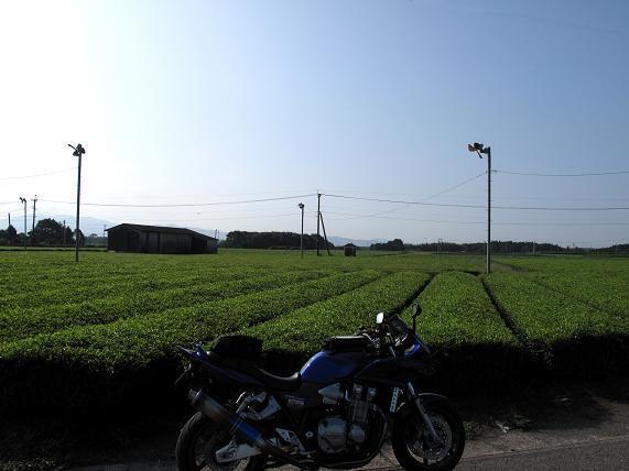 母智丘の近所の茶畑.JPG