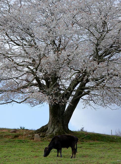 牛と桜.JPG