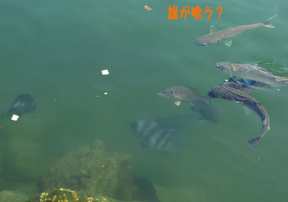 牽制中.jpg