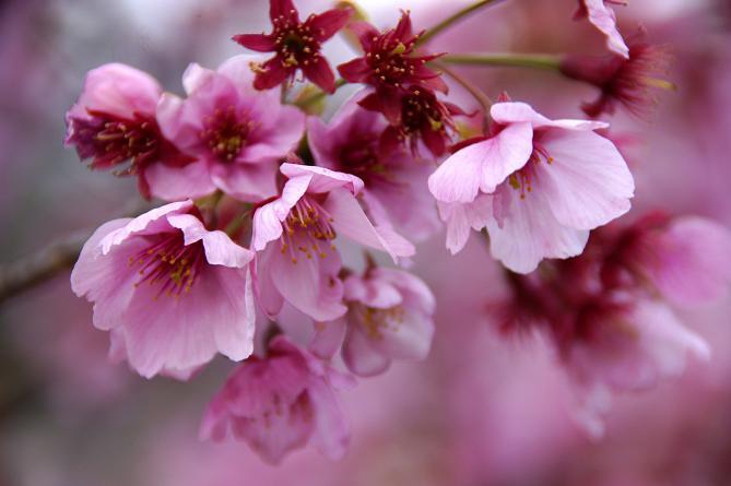 綺麗な桜.JPG