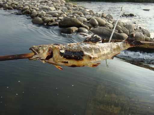 雑魚では出来ない料理だ.JPG