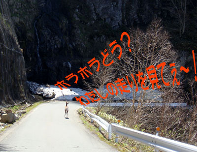 鹿鹿鹿.jpg